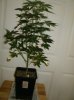 5 Grow2 WhiteWidow before repot and flowering.jpg