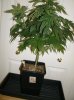 15 Grow2 BlueMystic before repot and flowering.jpg
