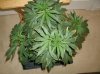17 Grow2 BlueMystic before repot and flowering.jpg