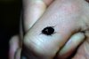blackladybugs2.jpg