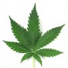 marijuana-leaf%20sized.jpg