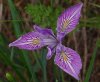 Purple iris.jpg