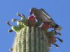 cactus birds 004.jpg