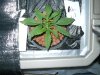 Day 17 from Seed 007.jpg