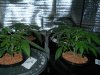 Day 22 from Seed 006.jpg
