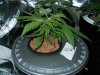 Day 22 from Seed 008.jpg