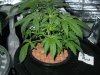 Day 22 from Seed 014.jpg