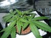 Day 22 from Seed 016.jpg