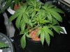 Day 22 from Seed 023.jpg