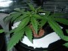 Day 22 from Seed 015.jpg