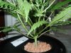 Day 31 from seed 006.jpg
