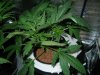 Day 31 from seed 014.jpg