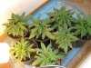 Pineapple Express Topped & New Crop 001.jpg