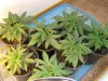 Pineapple Express Topped & New Crop 002.jpg