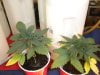 LSD 2 out of four clone's thriving!other two so so!.jpg