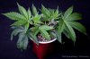 cannabis-spacedawg1-v15-3167.jpg