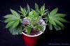 cannabis-spacedawg3-v15-3169.jpg