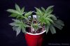 cannabis-spacedawg5-v15-3175.jpg