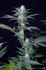 cannabis-spacedawg1-d25-3181.jpg