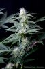 cannabis-spacedawg1-d25-3182.jpg