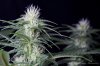 cannabis-spacedawg1-d25-3183.jpg