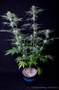 cannabis-spacedawg3-d25-3184.jpg