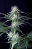 cannabis-spacedawg3-d25-3187.jpg