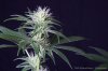cannabis-spacedawg3-d25-3189.jpg