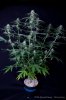 cannabis-spacedawg4-d25-3191.jpg