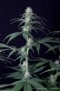 cannabis-spacedawg4-d25-3192.jpg