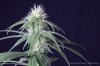 cannabis-spacedawg4-d25-3194.jpg