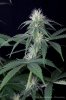 cannabis-spacedawg4-d25-3195.jpg
