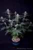 cannabis-spacedawg5-d25-3197.jpg