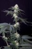 cannabis-spacedawg5-d25-3198.jpg