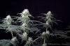 cannabis-spacedawg5-d25-3201.jpg