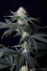 cannabis-spacedawg5-d25-3203.jpg