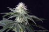 cannabis-spacedawg5-d25-3204.jpg