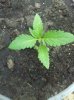Young Plant 148.jpg