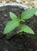 Young Plant 151.jpg