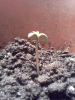 cannabis2012sprout.png
