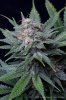 cannabis-spacedawg1-d51-4245.jpg