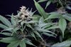 cannabis-spacedawg1-d51-4246.jpg