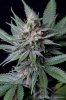cannabis-spacedawg1-d51-4248.jpg