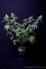 cannabis-spacedawg3-d51-4253.jpg