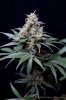 cannabis-spacedawg3-d51-4255.jpg
