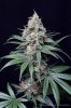 cannabis-spacedawg3-d51-4258.jpg