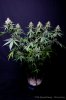 cannabis-spacedawg4-d51-4268.jpg