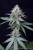 cannabis-spacedawg4-d51-4277.jpg