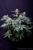 cannabis-spacedawg5-d51-4284.jpg