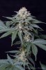 cannabis-spacedawg5-d51-4286.jpg